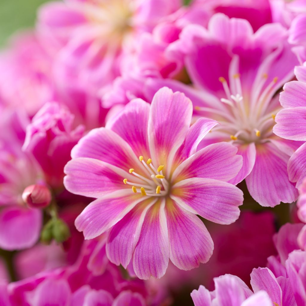 Lewisia Safira Tropic Pink - Bitterwurz