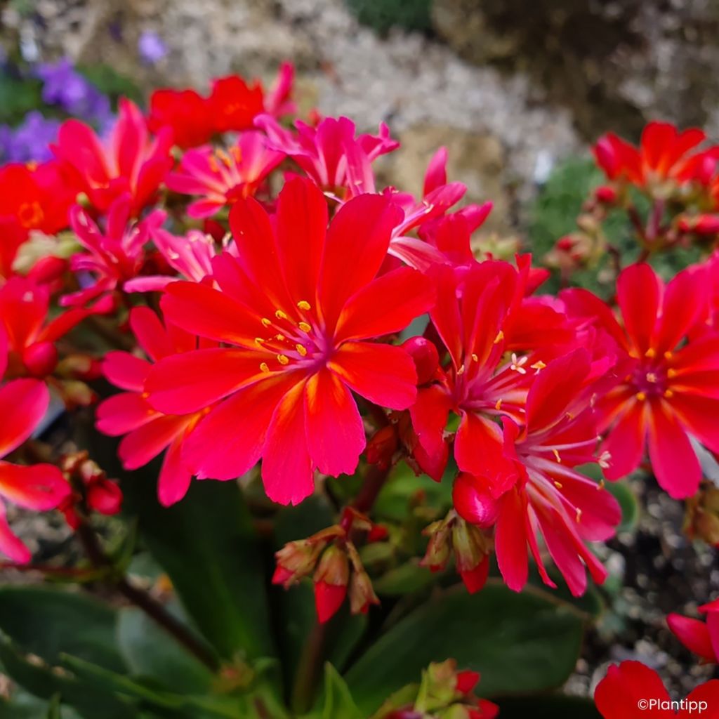Lewisia Sunset Glow - Bitterwurz,