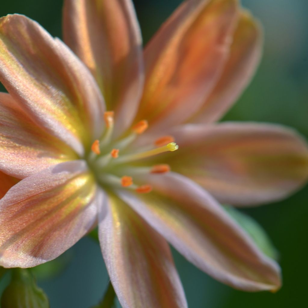 Lewisia Little Peach - Bitterwurz