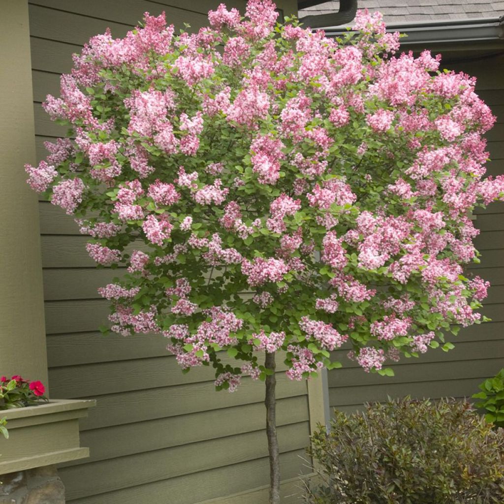Syringa Tinkerbelle - Zwerg-Duftflieder