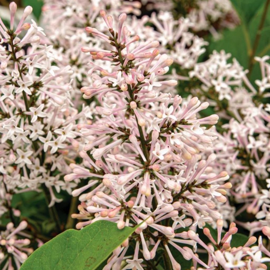 Koreanischer Flieder Dream Cloud - Syringa patula