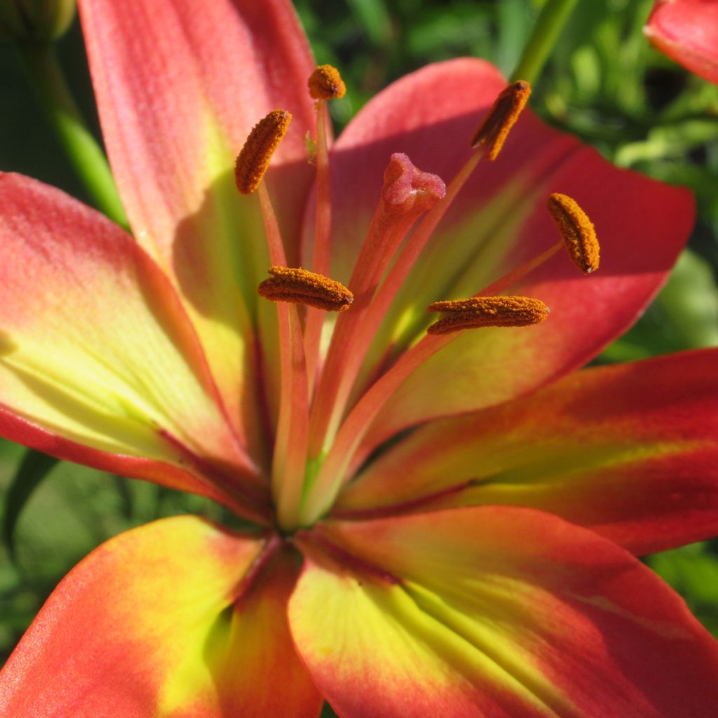 Asiatische Lilie Forever Linda - Lilium