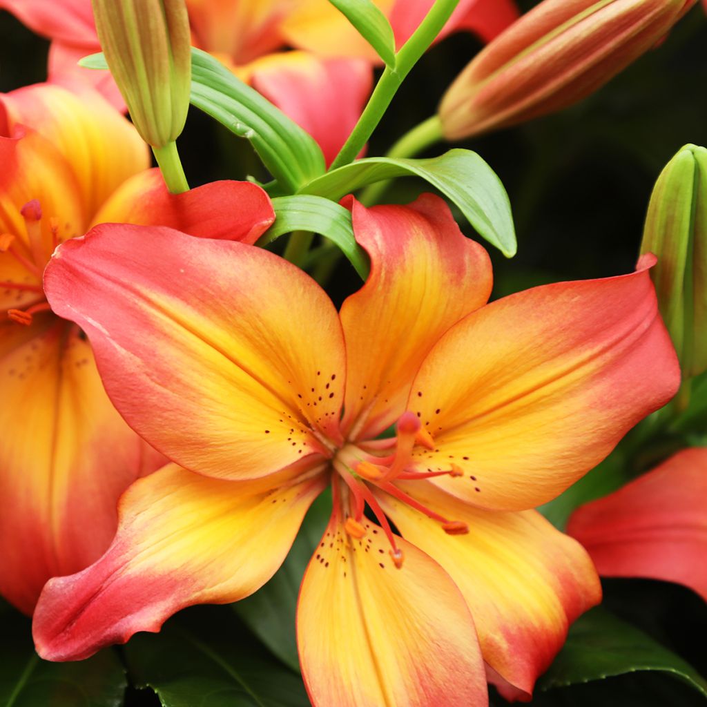 Asiatische Lilie Heartstrings - Lilium