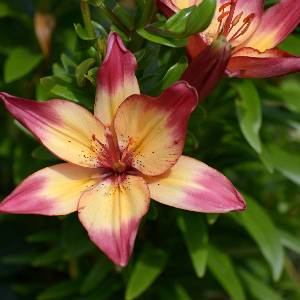 Asiatische Lilie Heartstrings - Lilium