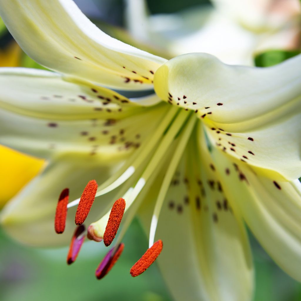 Asiatische Lilie Sweet Surrender - Lilium