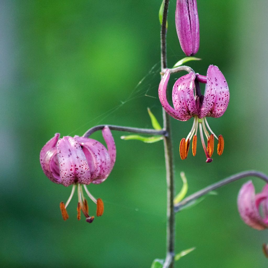 Türkenbund-Lilie - Lilium martagon