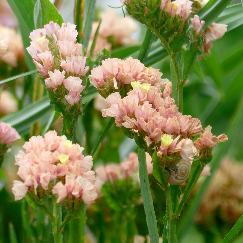 Geflügelter Strandflieder QIS Apricot (Samen) - Limonium