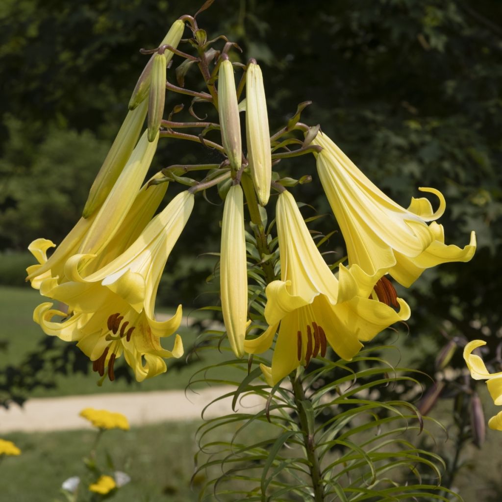 Orientalische Lilie Honeymoon - Lilium