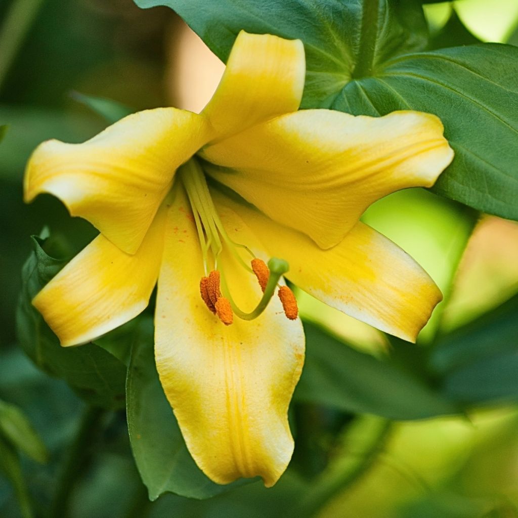 Orientalische Lilie Honeymoon - Lilium