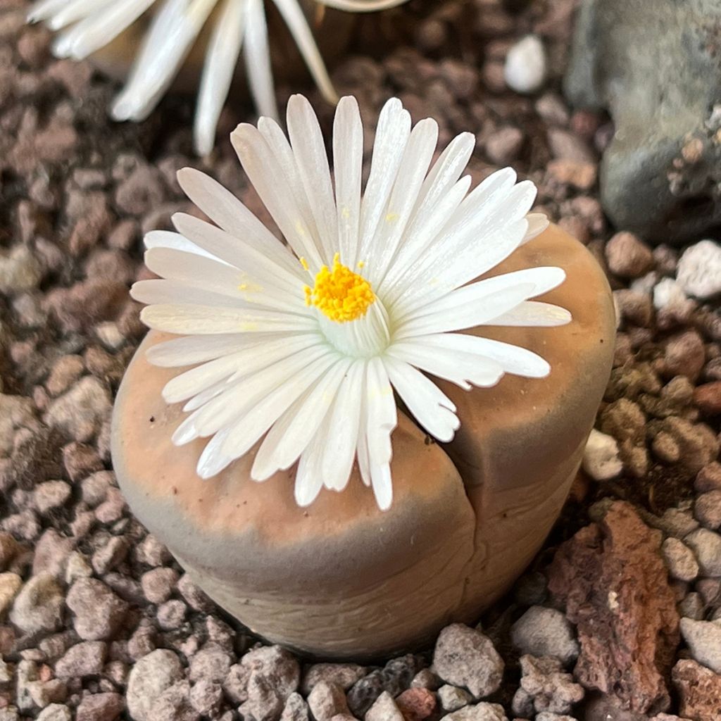 Lithops Pebble Plants Mixed (Samen) - Lebender Stein