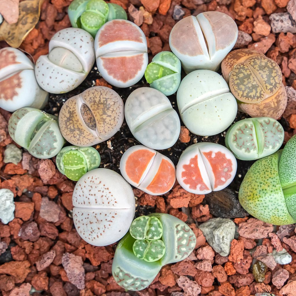 Lithops Pebble Plants Mixed (Samen) - Lebender Stein