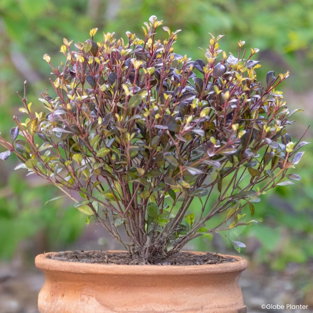 Lophomyrtus Black Stallion
