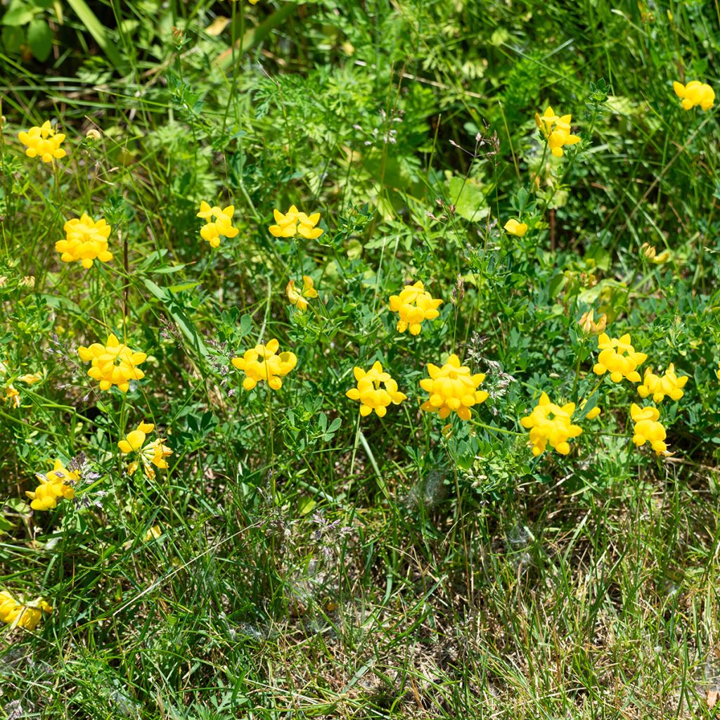 Lotus corniculatus - Lotier corniculé