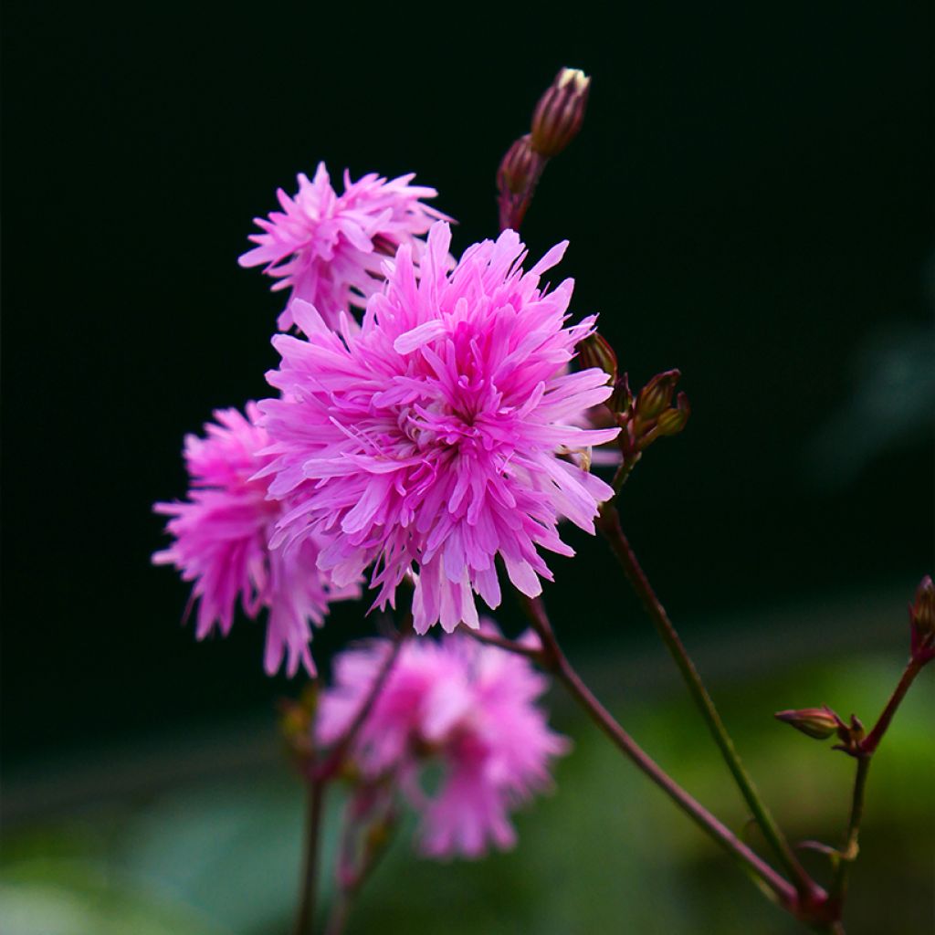 Kuckucks-Lichtnelke Petite Jenny - Lychnis flos-cuculi