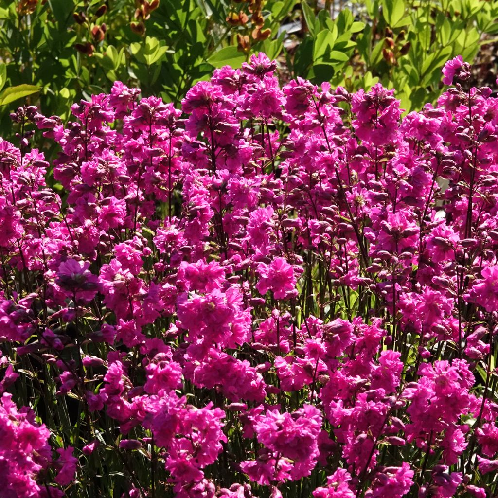 Gewöhnliche Pechnelke Plena - Lychnis viscaria