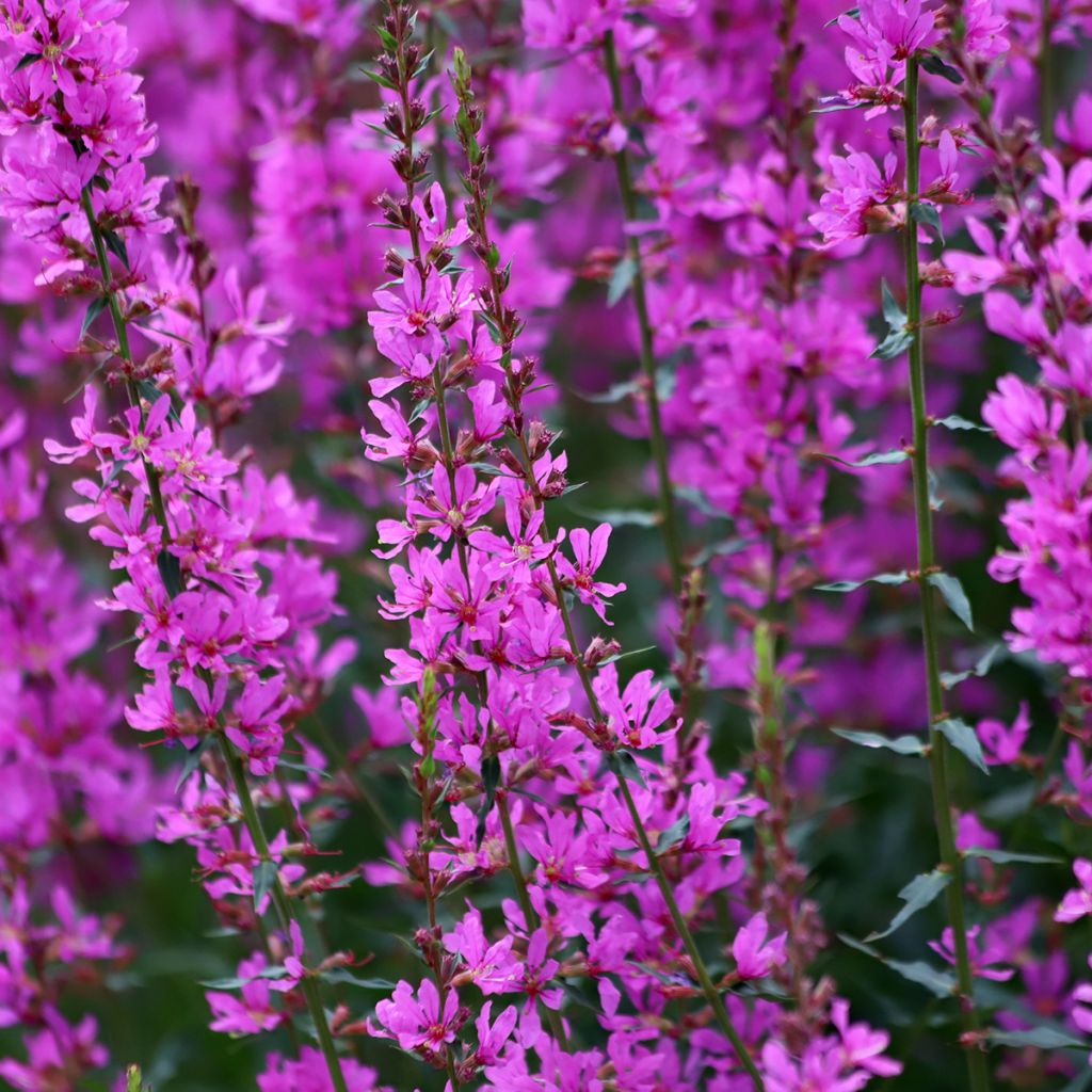 Blut-Weiderich Pink Promenade - Lythrum salicaria