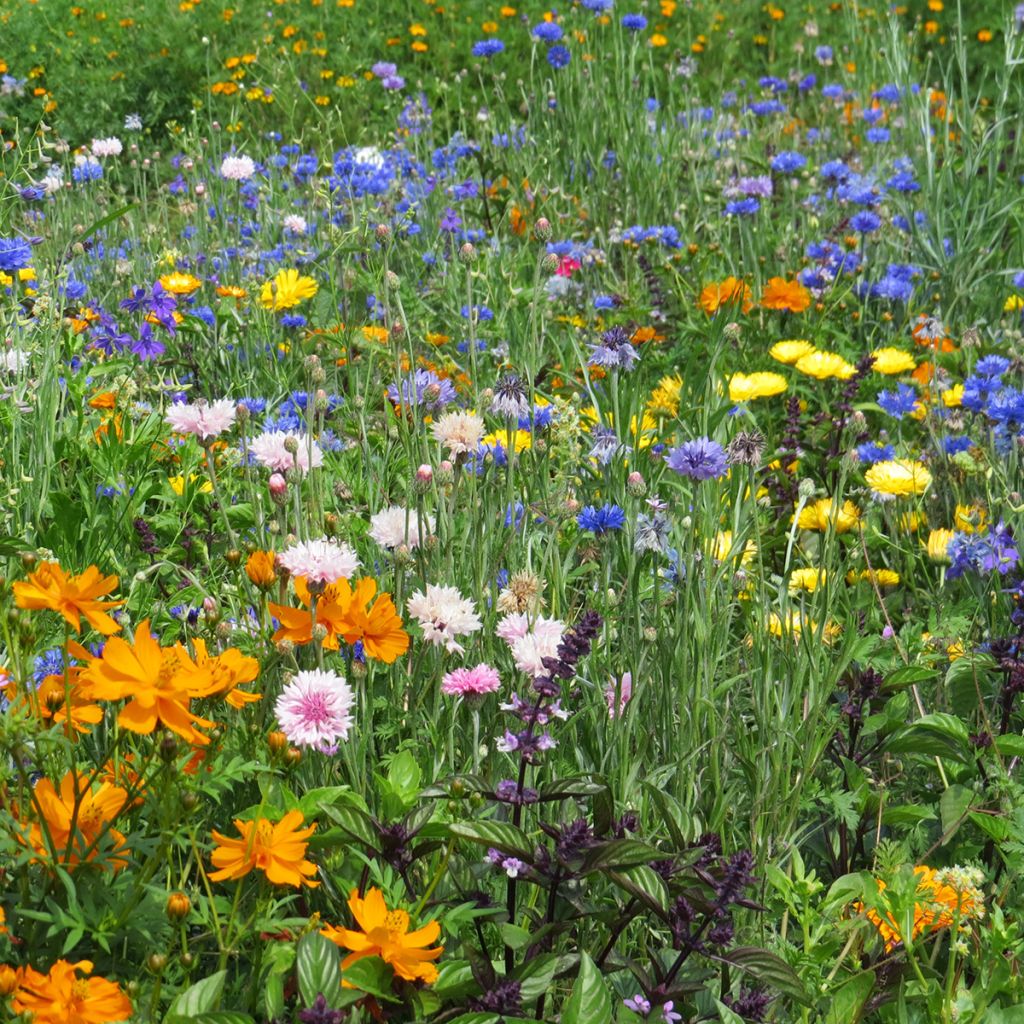 Mischung aus niedrigen Blütenblüten für Bordsteine, Blumenbeeten und Balkone