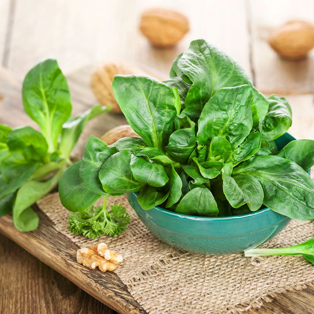 Gewöhnlicher Feldsalat Verte de Cambrai - Vilmorin