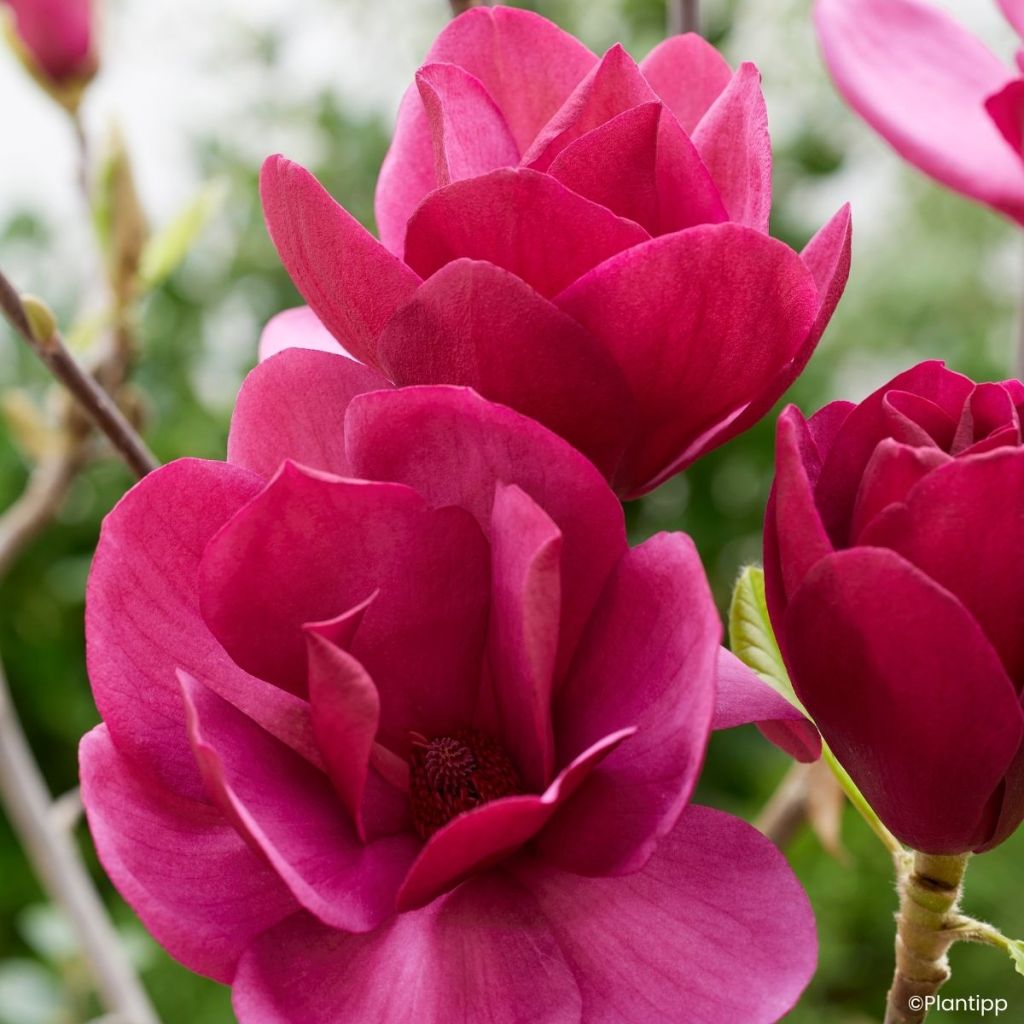 Magnolia soulangeana Emperor - Tulpen-Magnolie