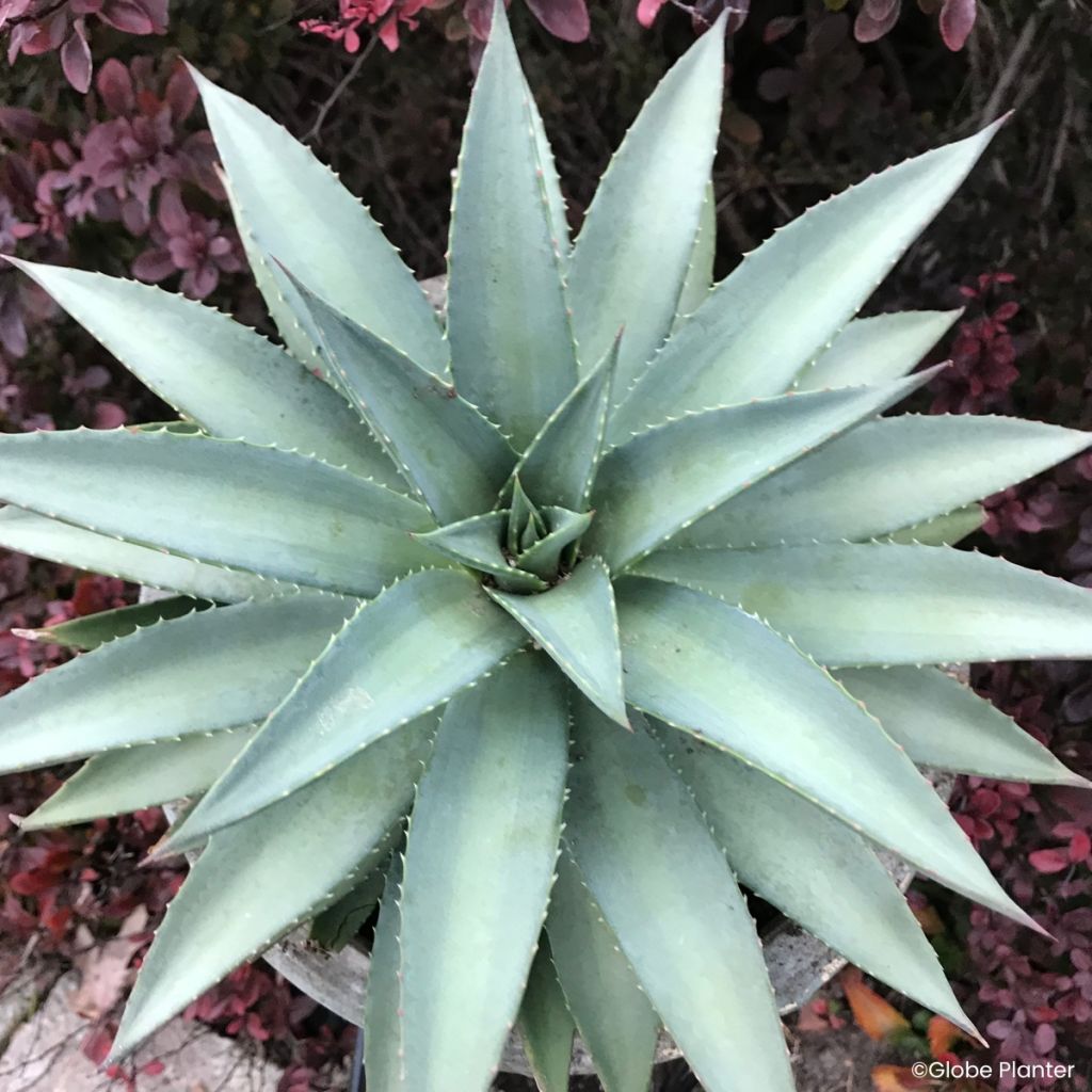 Mangave Mad About Mangavé Frosted Elegance