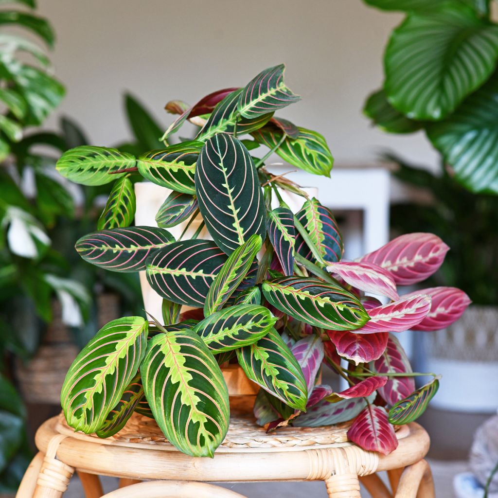Maranta Tricolor Fascinator