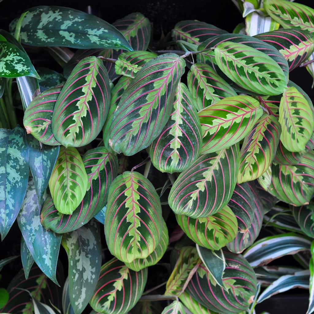 Maranta Tricolor Fascinator