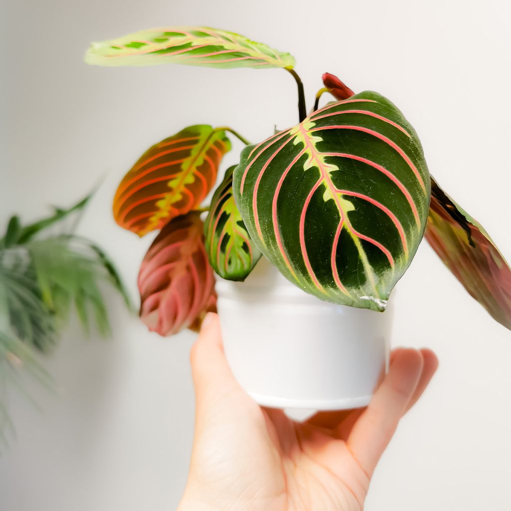 Maranta Tricolor Fascinator
