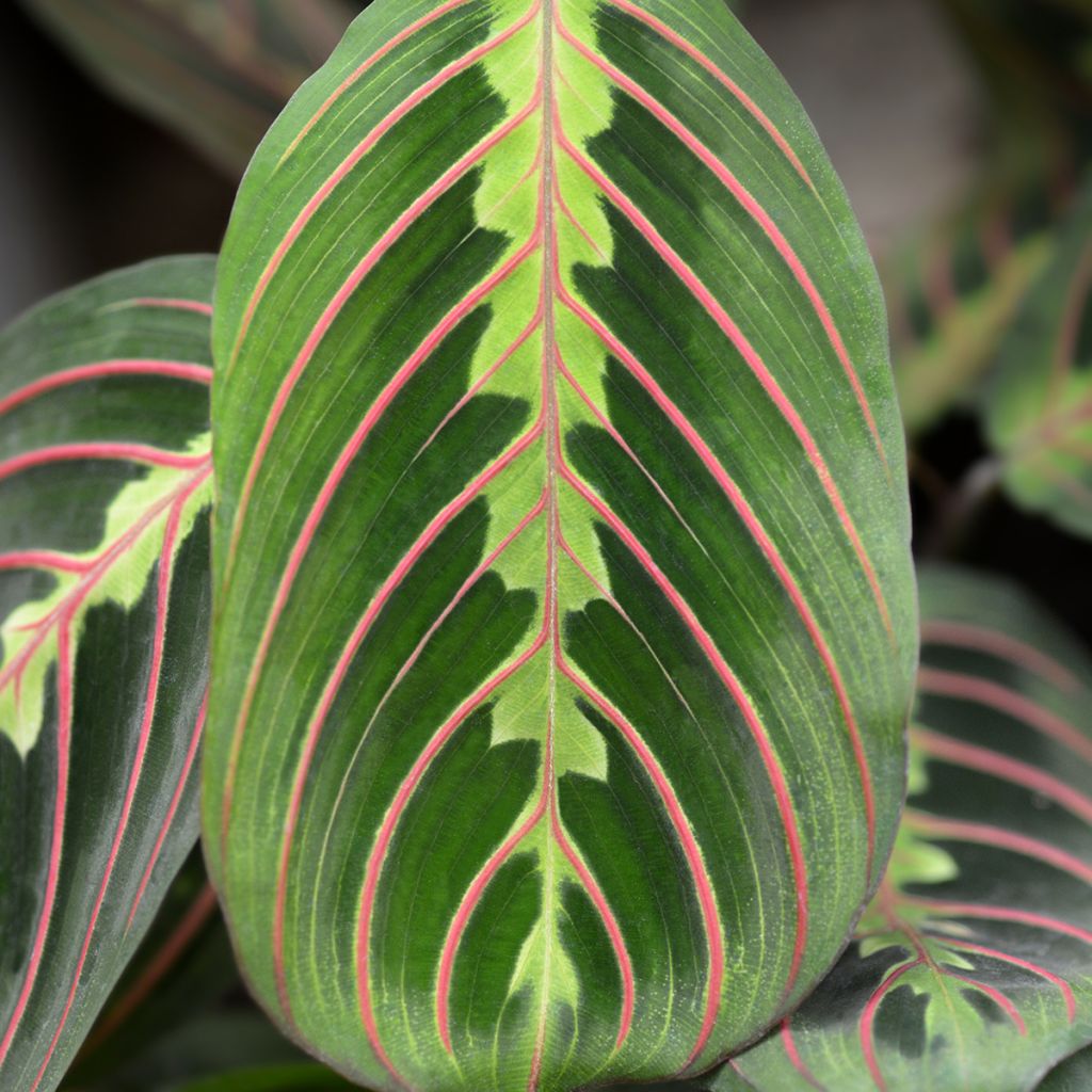 Maranta Tricolor Fascinator