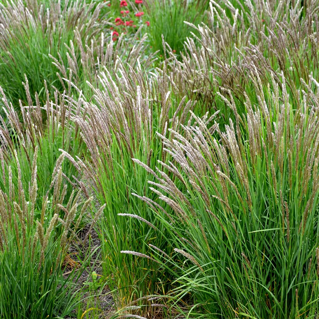 Melica ciliata - Wimper-Perlgras