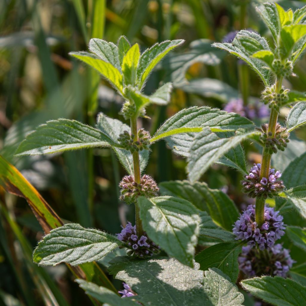 Acker-Minze - Mentha arvensis