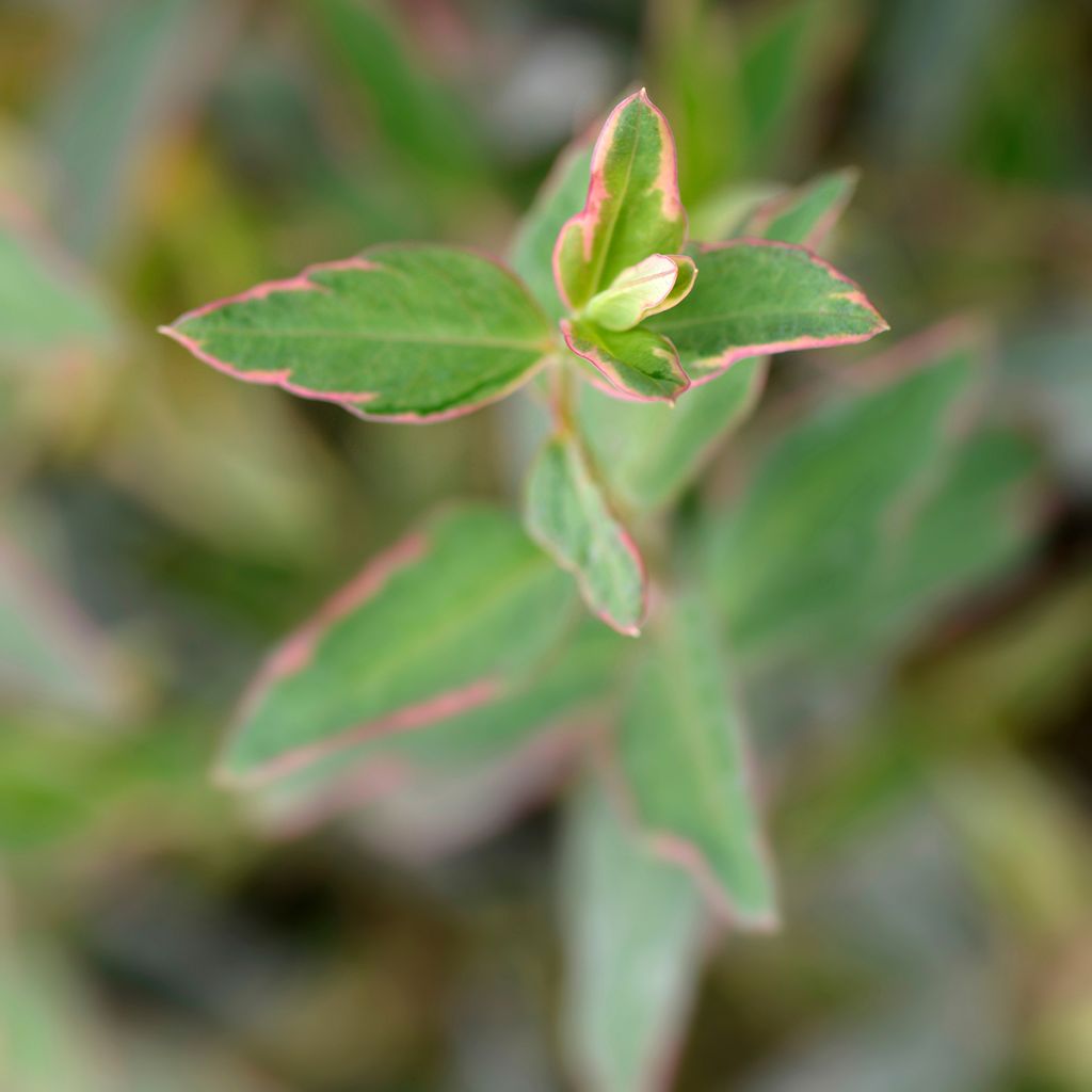 Hypericum moserianum Tricolor - Johanniskraut
