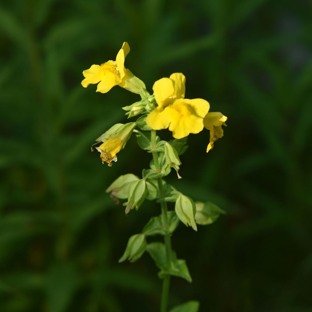 Rotgefleckte Gauklerblume - Mimulus luteus