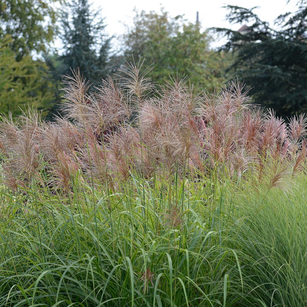 Chinaschilf Sunset - Miscanthus transmorrisonensis 