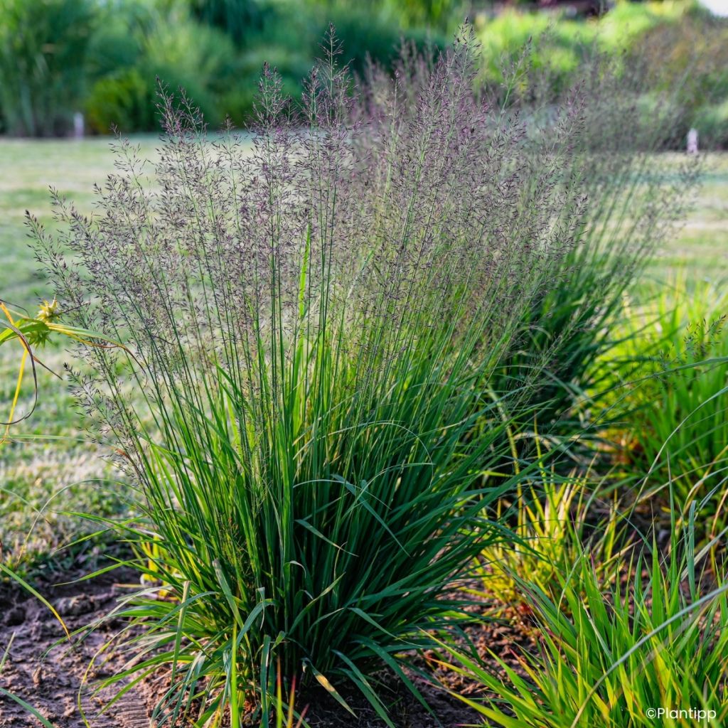 Molinia caerulea Banshee -  - Blaue Pfeifengras
