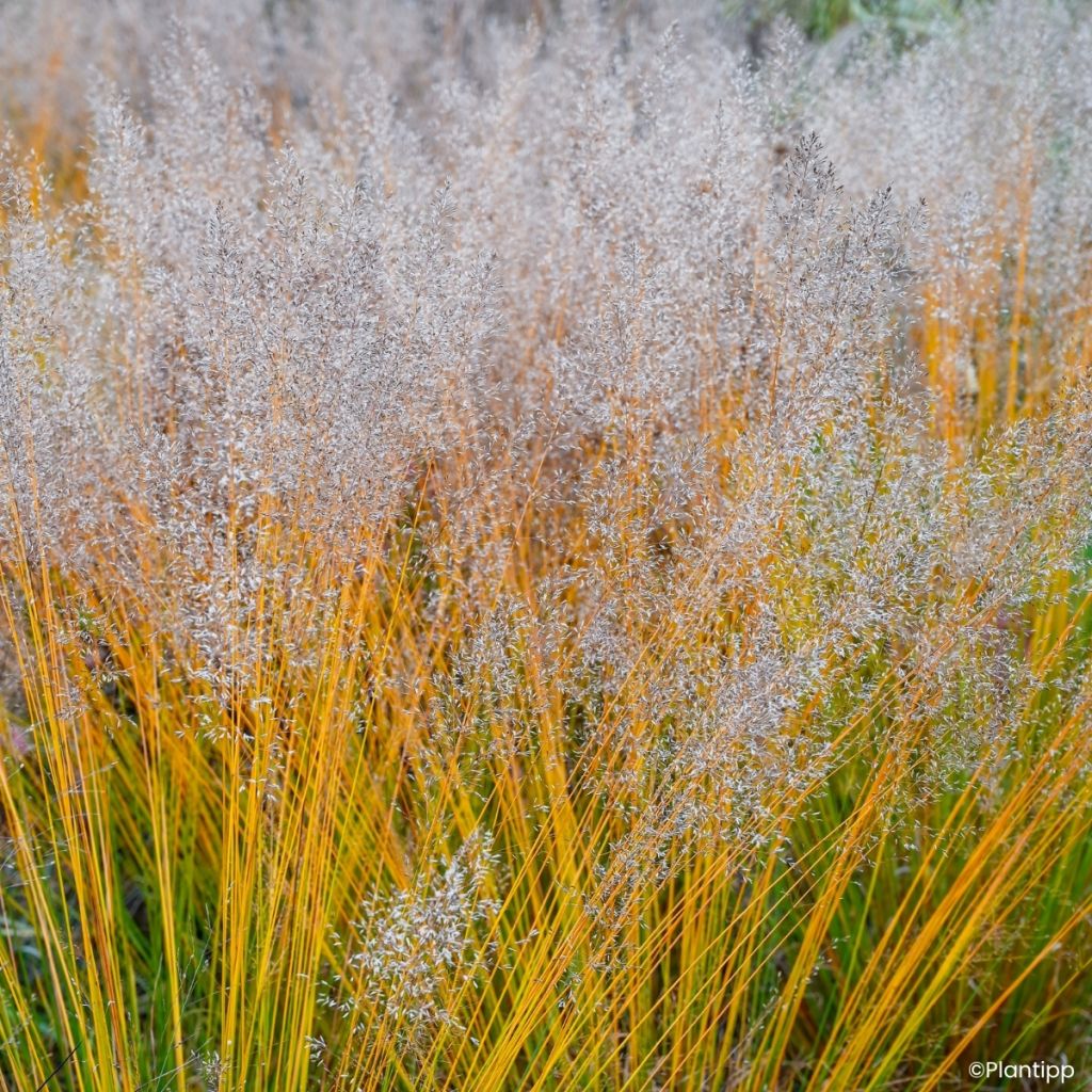 Molinia caerulea Banshee -  - Blaue Pfeifengras