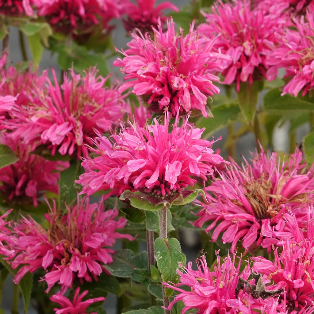 Monarda didyma Cranberry Lace - Goldmelisse