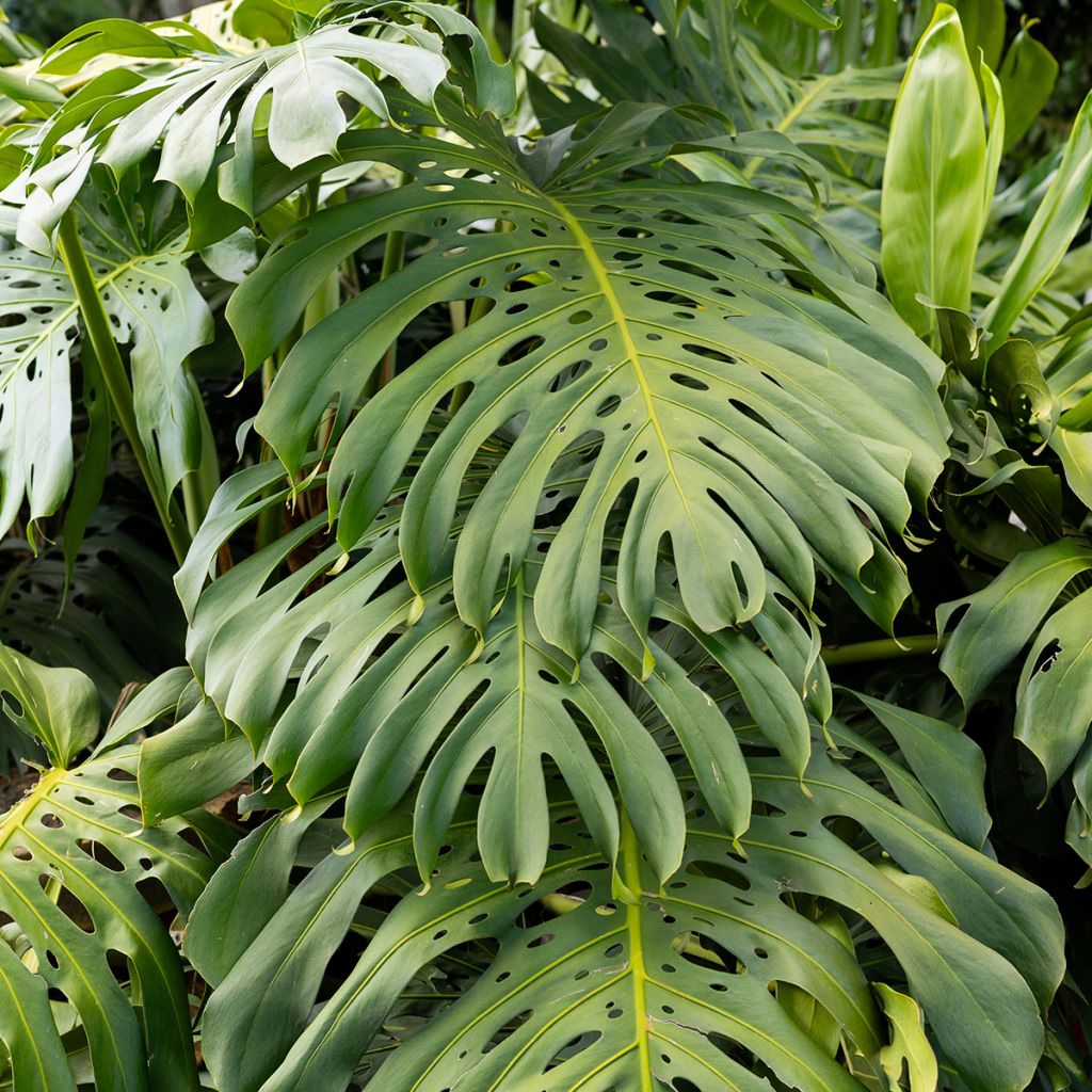 Monstera deliciosa - - Köstliches fensterblatt