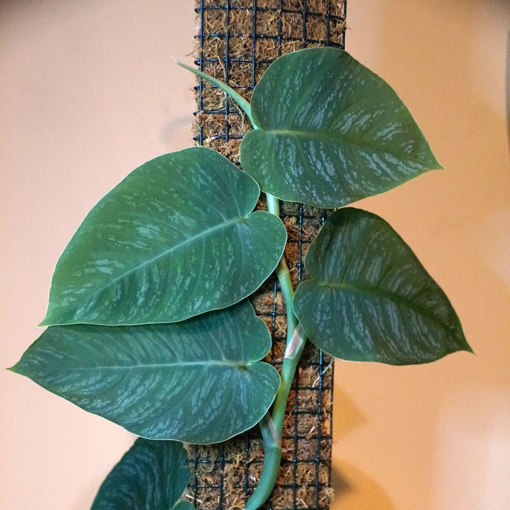 Monstera dubia - Fensterblatt