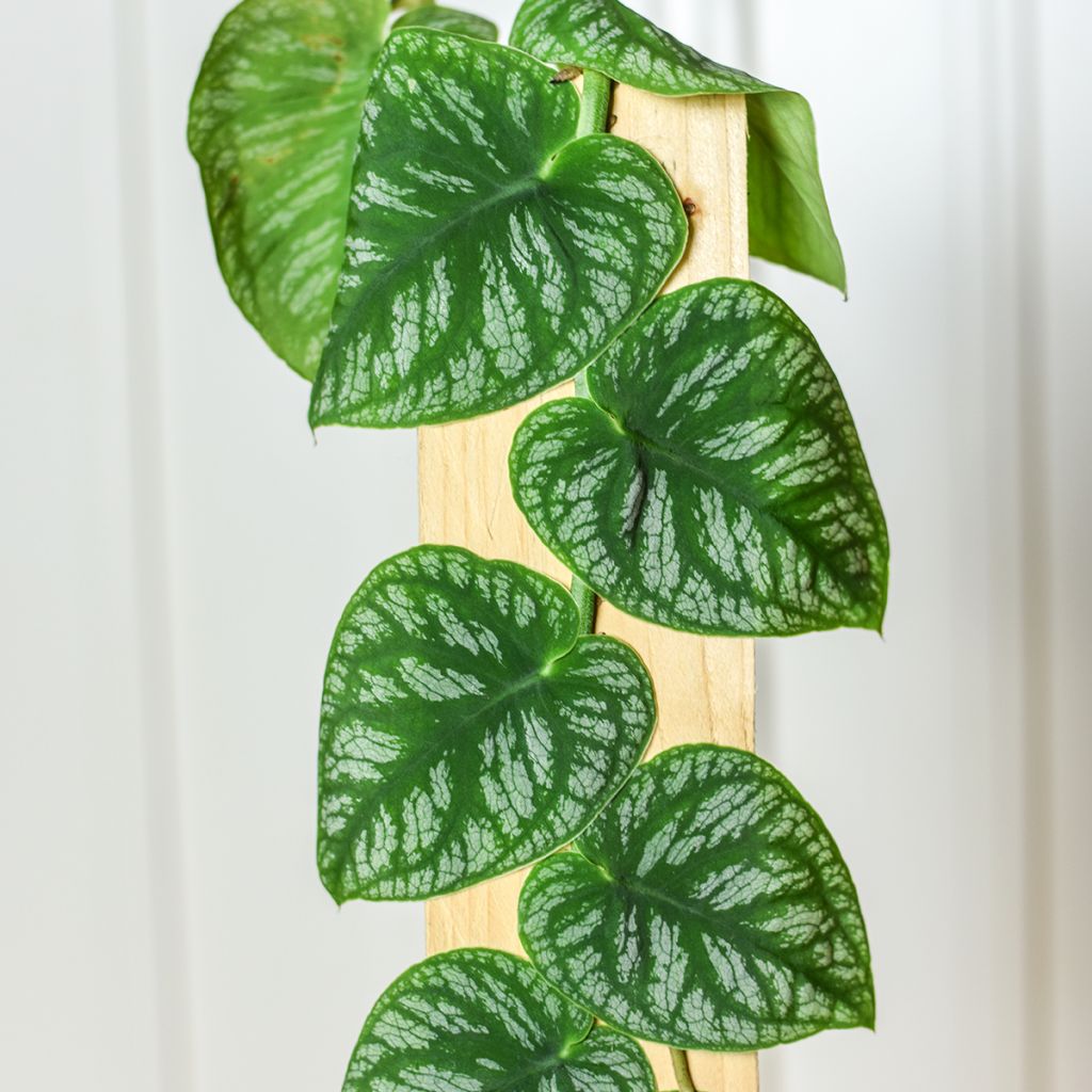 Monstera dubia - Fensterblatt