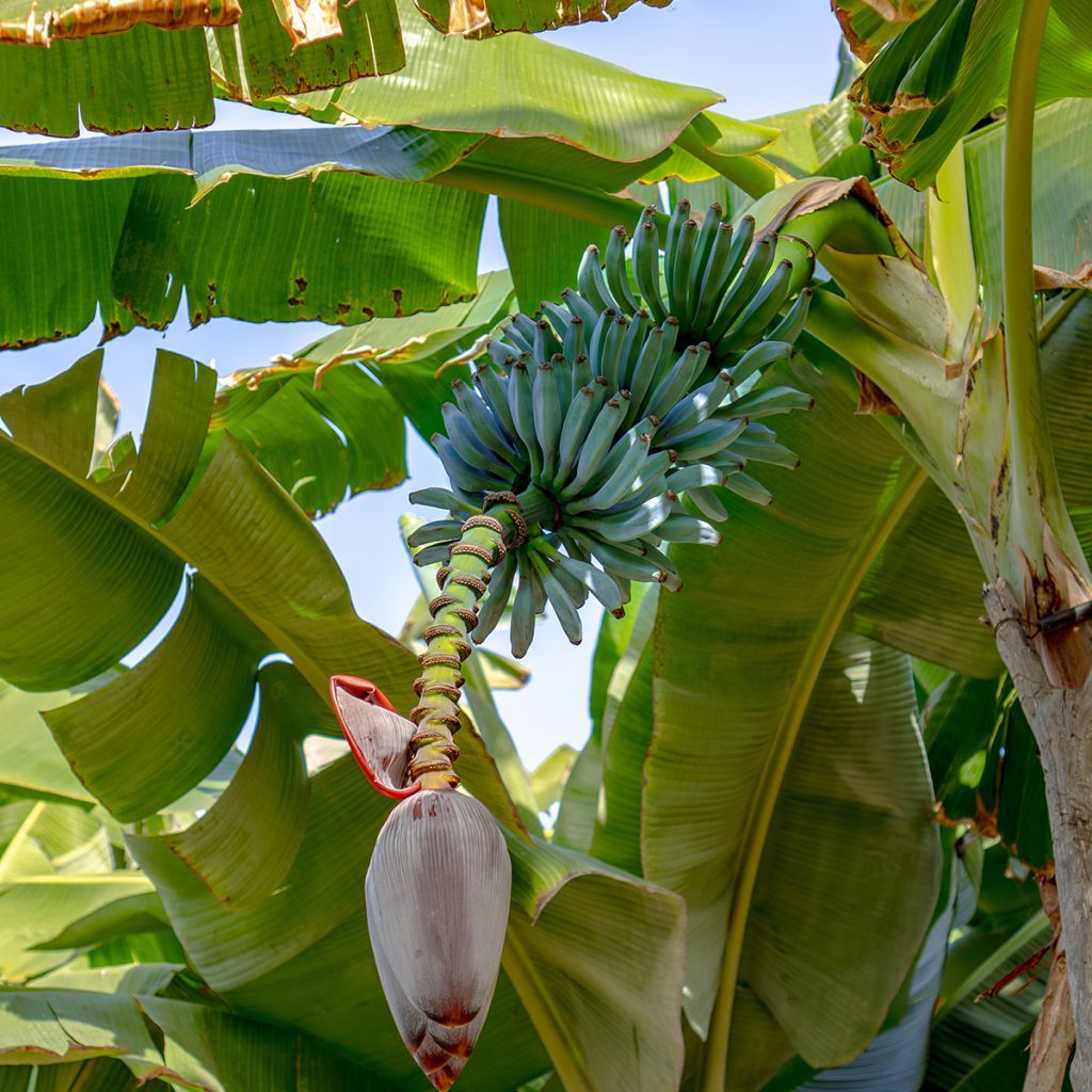 Zwerg-Essbanane Ice Cream - Musa acuminata 
