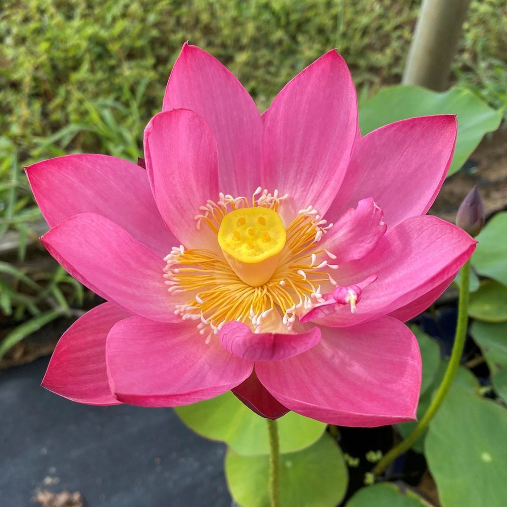 Nelumbo Purple Fairy 2 - Indische Lotosblume