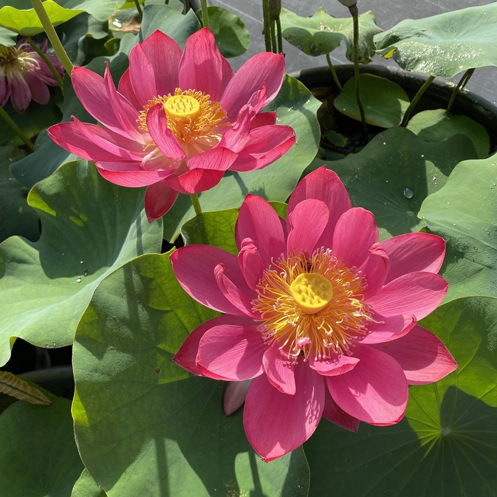 Nelumbo nucifera Chinese Red Jiaxing - Indische Lotosblume