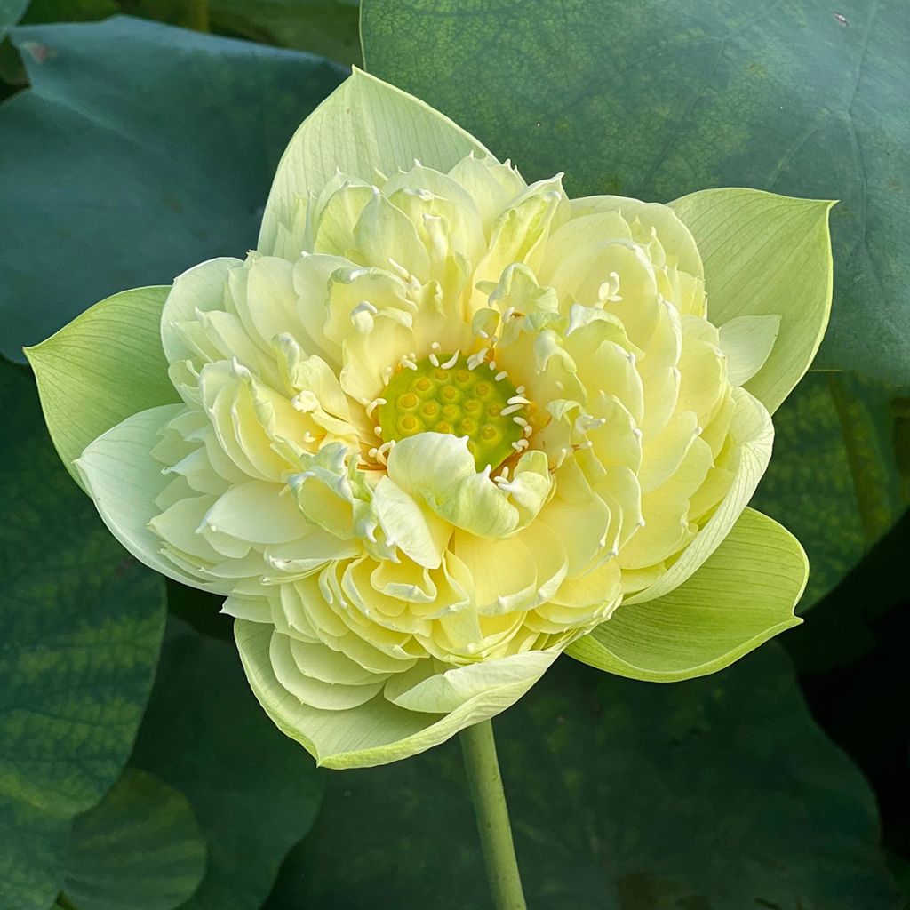 Nelumbo nucifera Golden Apple - Indische Lotosblume