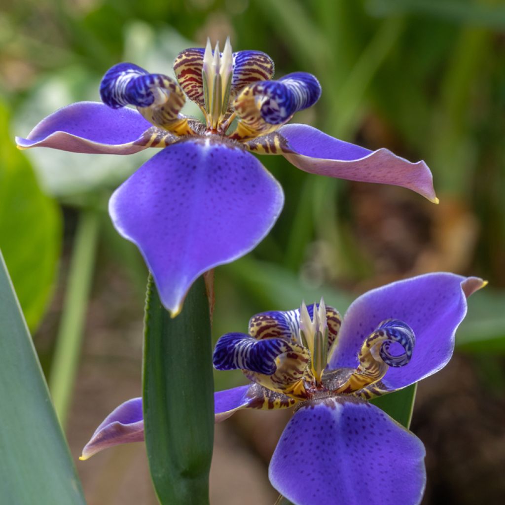 Neomarica caerulea Sky Blue