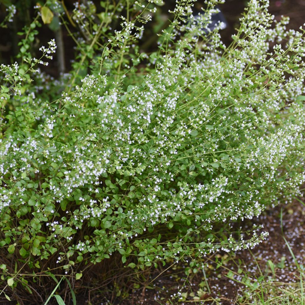 Katzenminze Alba - Nepeta x faassenii Alba