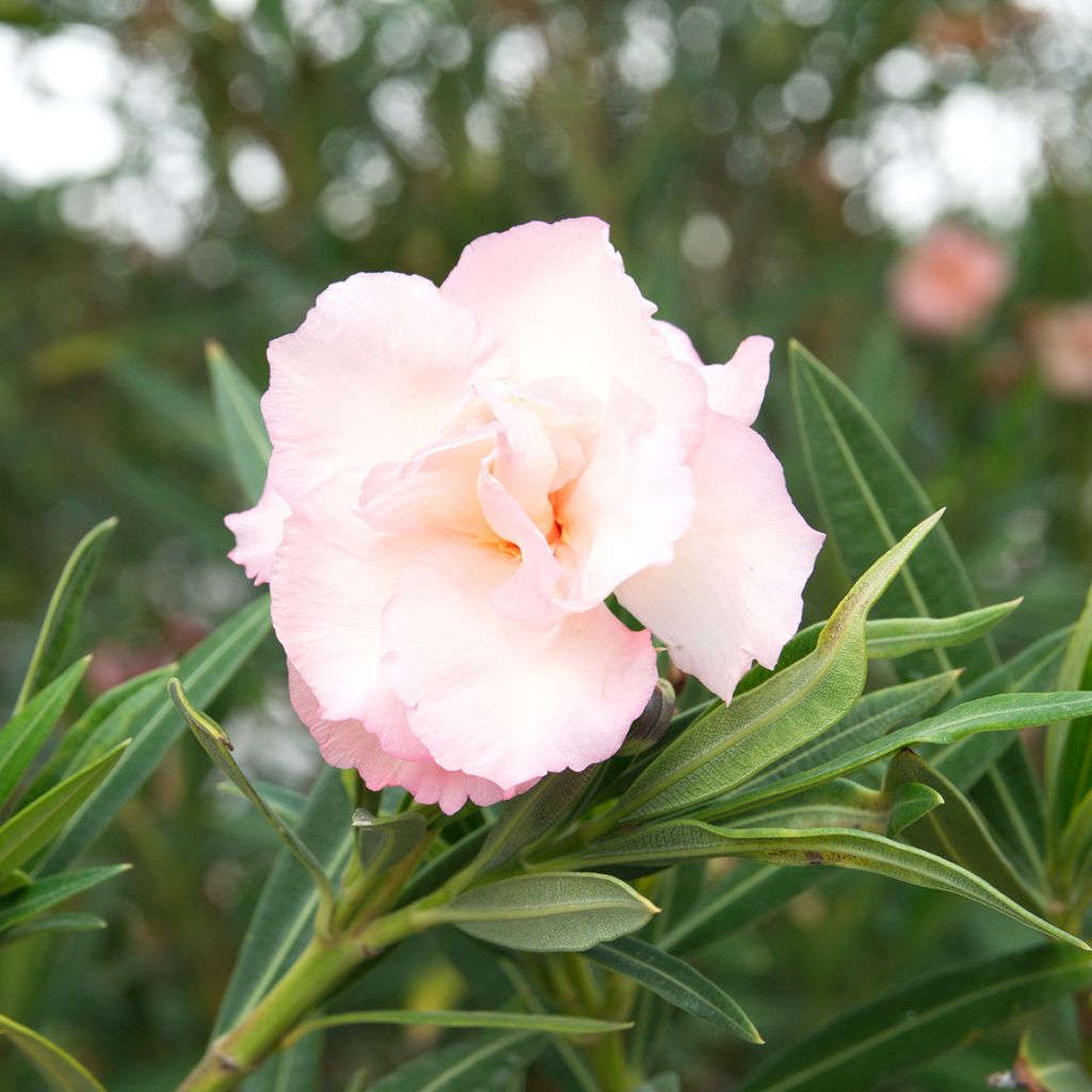 Oleander Provence - Nerium