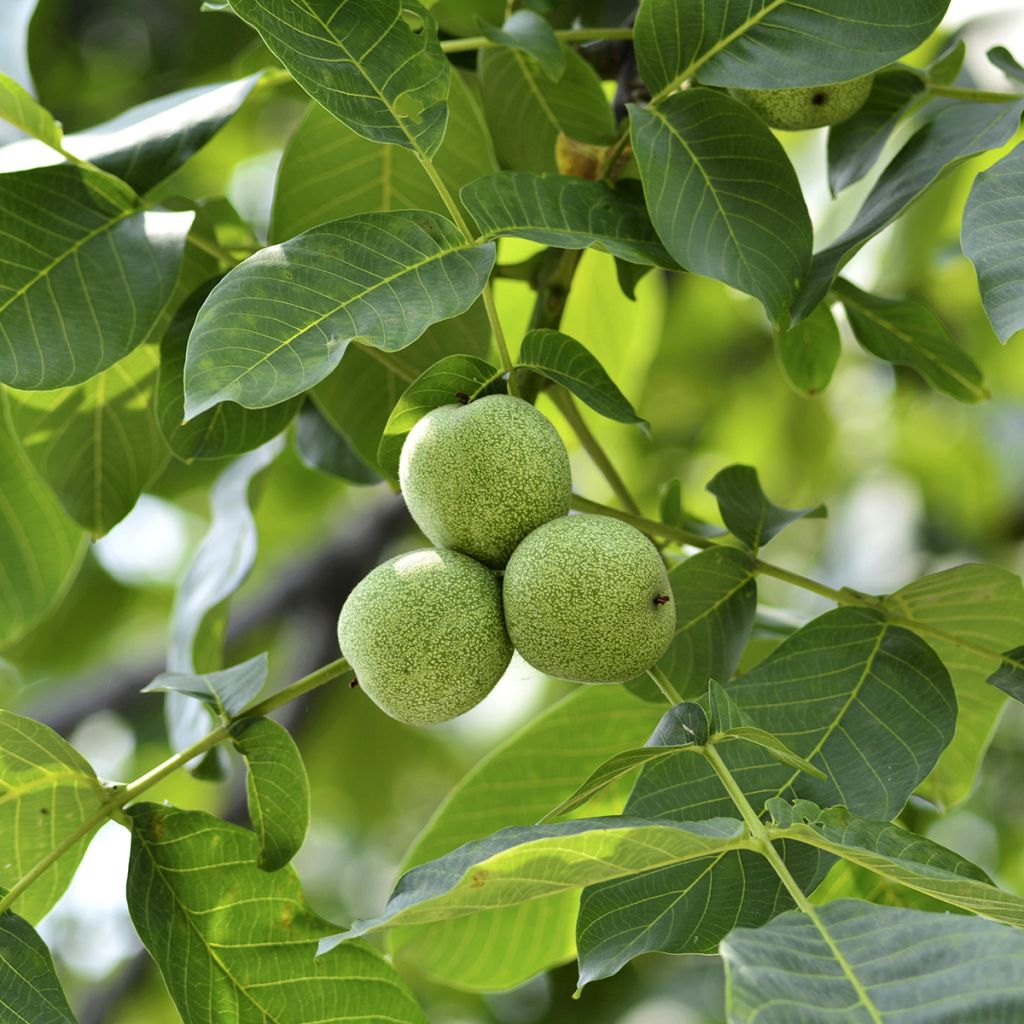 Walnuss Pescianski - Juglans regia