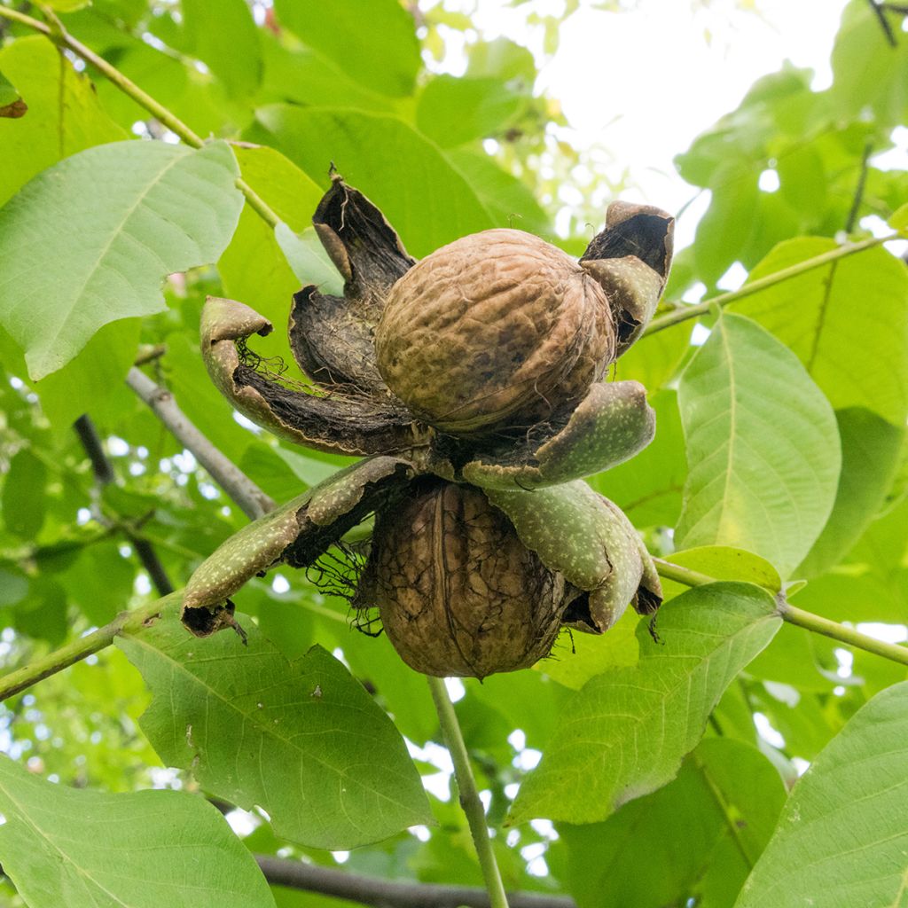 Walnuss Pescianski - Juglans regia