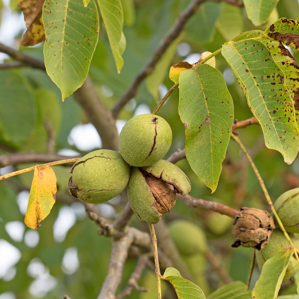 Walnuss Tulare - Juglans regia