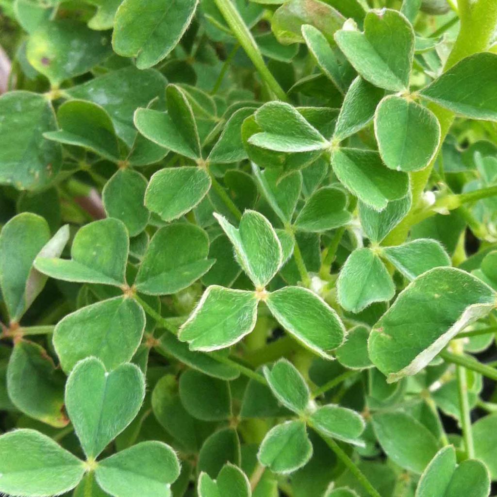 Knollige Sauerklee - Oxalis tuberosa